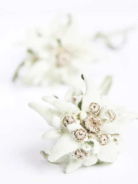 stock image Edelweiss flower isolated on white background