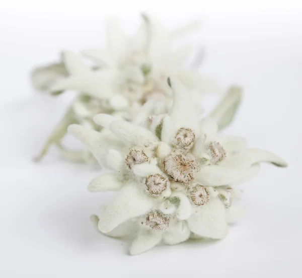 Edelweiss λουλούδι που απομονώνονται σε λευκό φόντο — Φωτογραφία Αρχείου