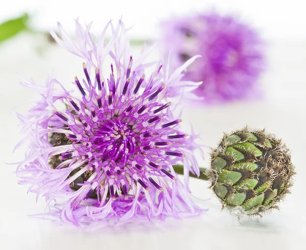 stock image Purple wild flower on white background