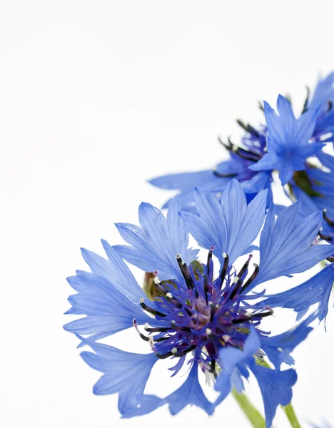 Stock image Cornflower (Centaurea cyanus)