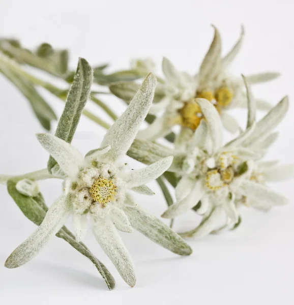 एडिलेविस फूल सफेद पृष्ठभूमि पर अलग — स्टॉक फ़ोटो, इमेज