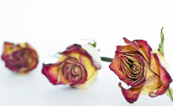 stock image Dried red roses