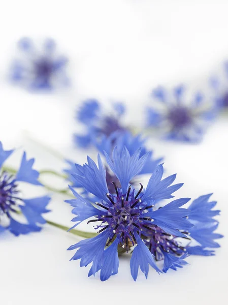 stock image Cornflower (Centaurea cyanus)