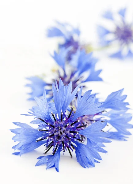 stock image Cornflower (Centaurea cyanus)