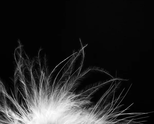 Feather abstract background — Stock Photo, Image