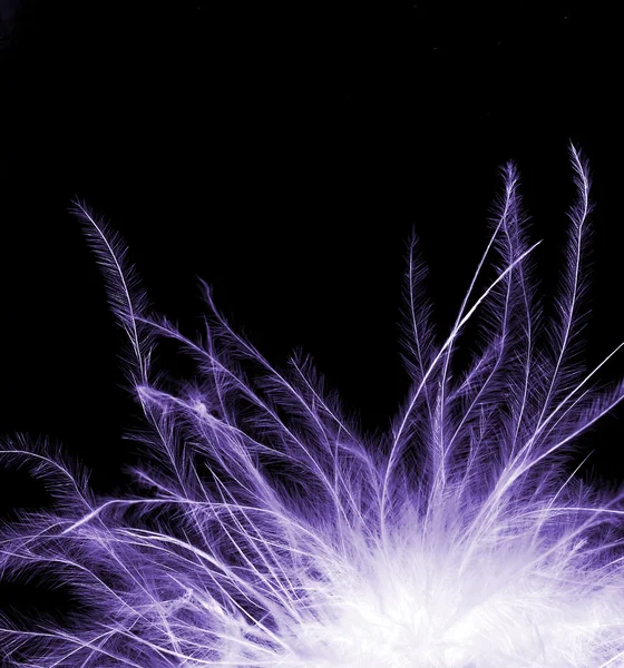 Purple feather — Stock Photo, Image