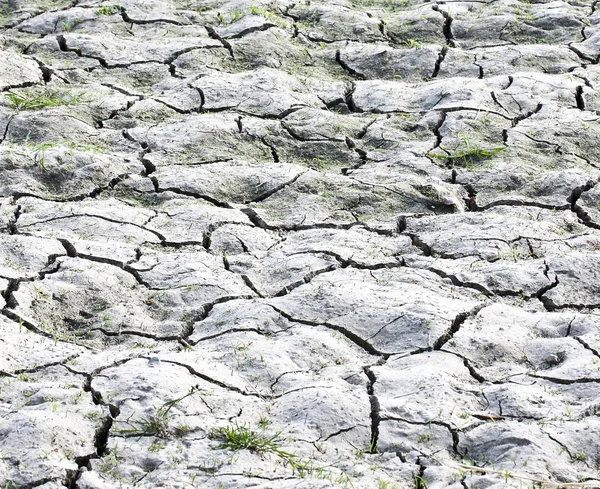 Stock image Background image of cracked earth texture with plants