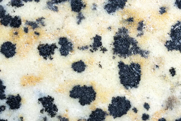 Dalmatian Jasper stone — Stock Photo, Image