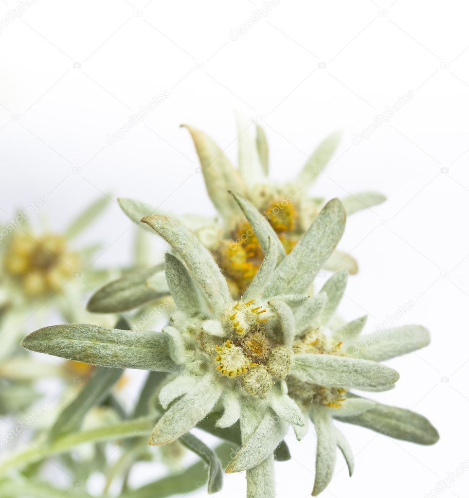 Fiore di stella alpina isolato su sfondo bianco — Foto ...