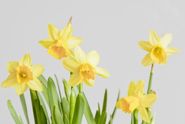 Yellow narcissus clipart