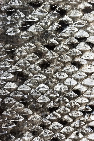 Zalm schalen natuurlijke textuur — Stockfoto