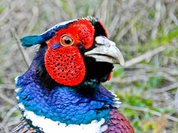 Fagiano maschio colorato — Foto Stock