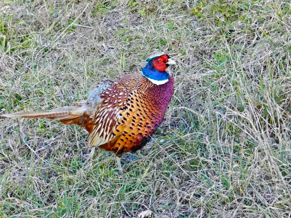 Pheasant ระหว่างฤดูกาลผสมพันธุ์ — ภาพถ่ายสต็อก