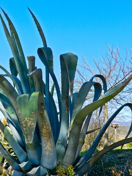 Agave Toskana yazlık