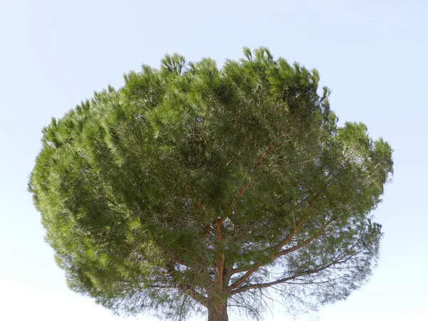 Dennenboom — Stockfoto