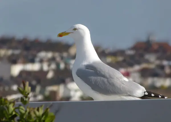 stock image Seagull on roof