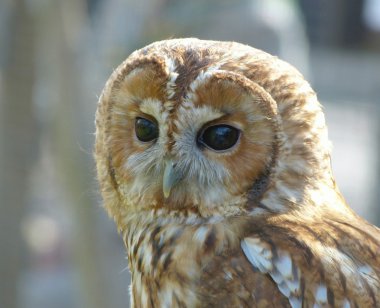 Owl close up