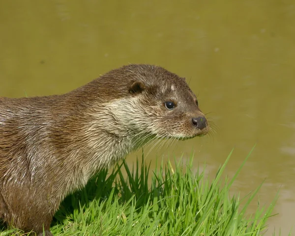 Otter on riverbank — Stock Photo, Image