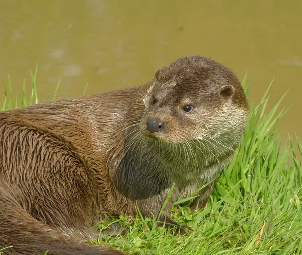 Otter on riverbank — Stock Photo, Image