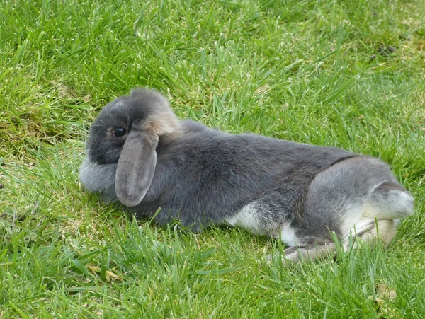 Rabbit in garden — Stock Photo, Image