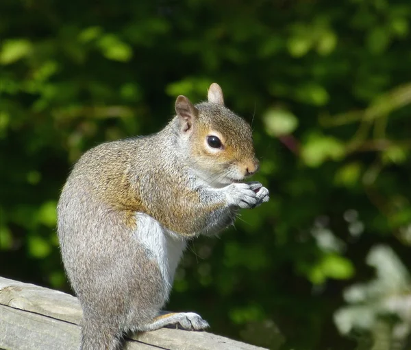 Écureuil mangeant des noix — Photo