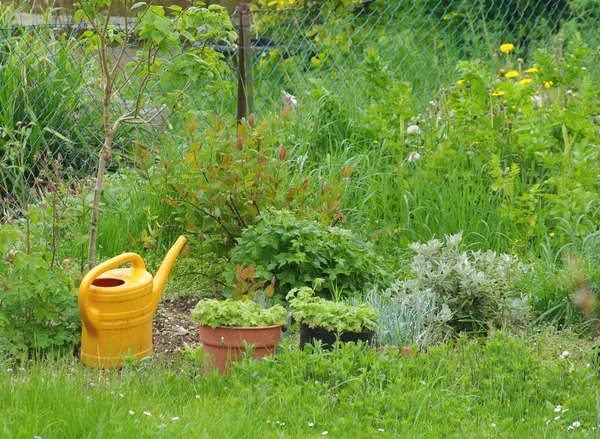 Watering can and plants in garden — Stock Photo, Image