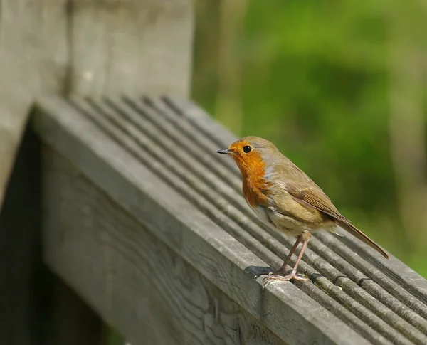 Robin pták — Stock fotografie