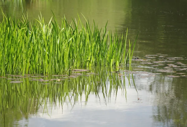 Grasses in lake — Stock Photo, Image