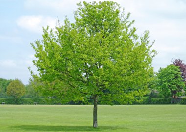 Tree in park clipart