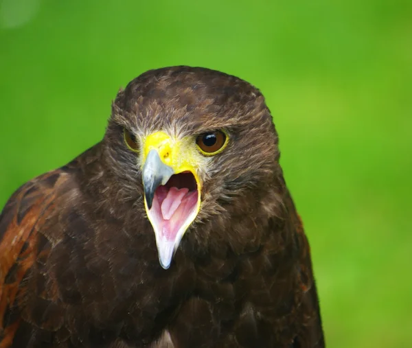 Aves de rapina falcão — Fotografia de Stock