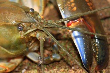 Fresh Water Yabbie clipart