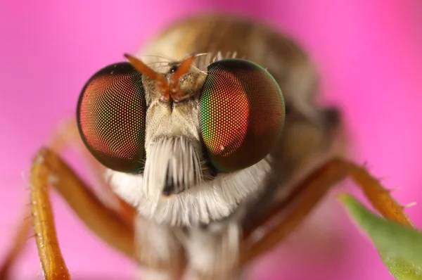 stock image Robber Fly