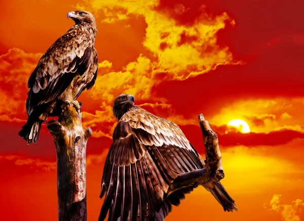 Eagles in the sky — Stock Photo, Image