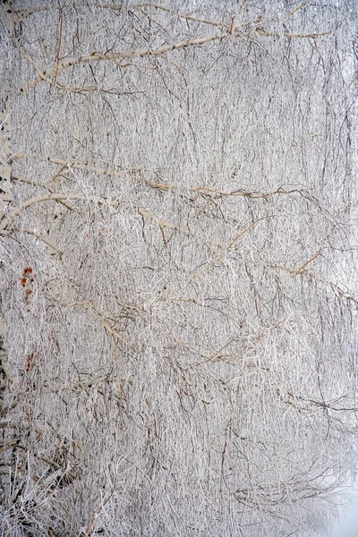 Contexte des branches de bouleau . — Photo