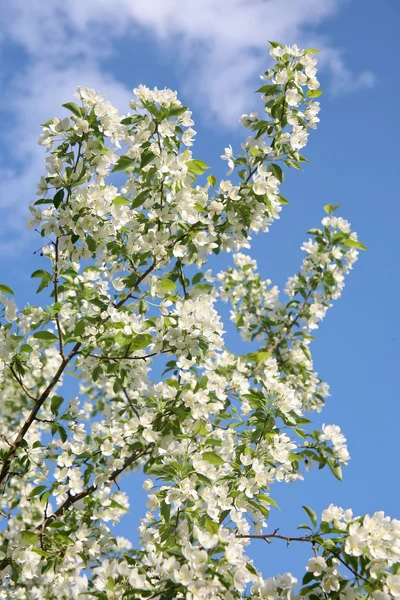 stock image Blossoming apple-tree