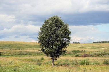 Huş ile peyzaj.