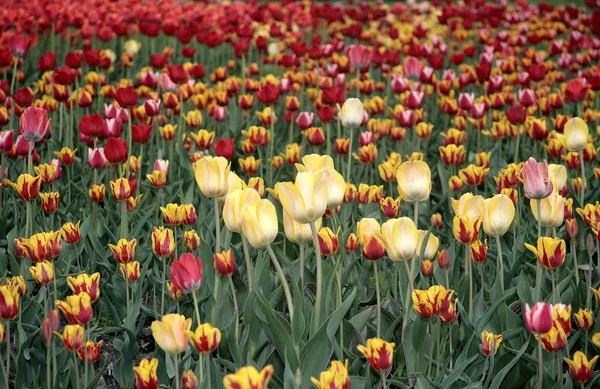 stock image Tulips.