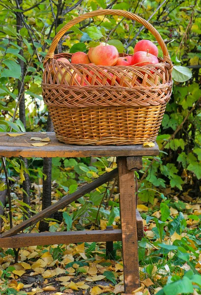 Apples in garden — Stock Photo, Image