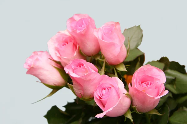 Sete rosas — Fotografia de Stock