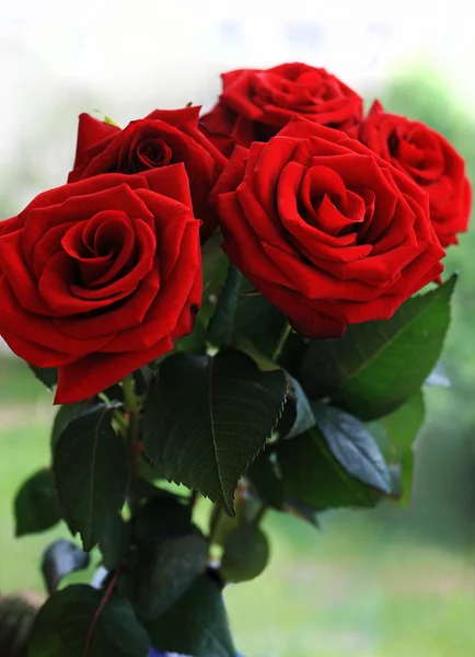 Όμορφα τριαντάφυλλα κόκκινα — Φωτογραφία Αρχείου