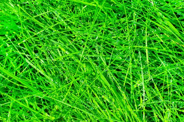 Капли на траве — стоковое фото