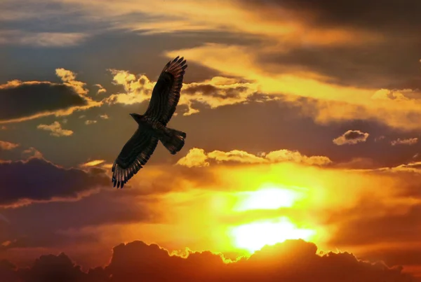 Águila al atardecer el cielo —  Fotos de Stock