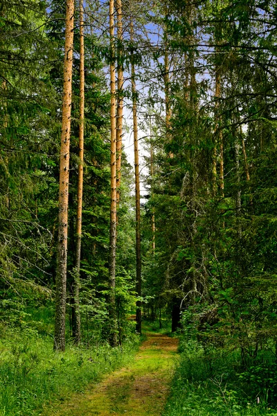 Prachtige groene hout — Stockfoto