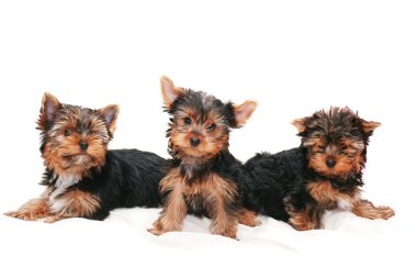 beyaz zemin üzerine yorkshire Terrier yavruları