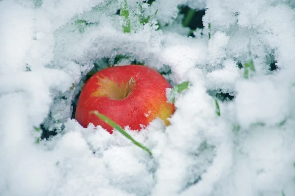 Pomme rouge sur neige — Photo