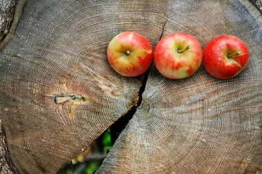 Apples on tree trunk cut clipart