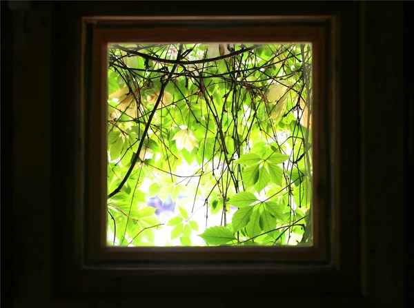 Art auf grünen Blättern aus dem Fenster des dunklen Zimmers. — Stockfoto