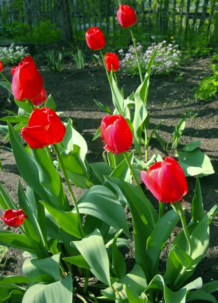 Rote Tulpen im Garten — Stockfoto