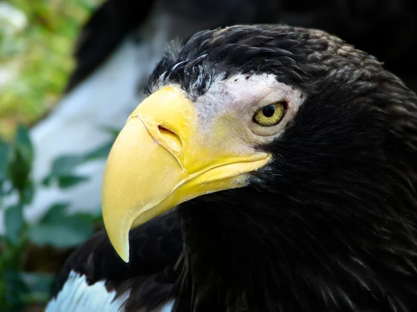 stock image Proud bird.