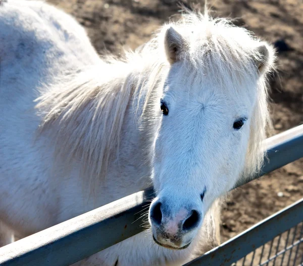 stock image White Horse.